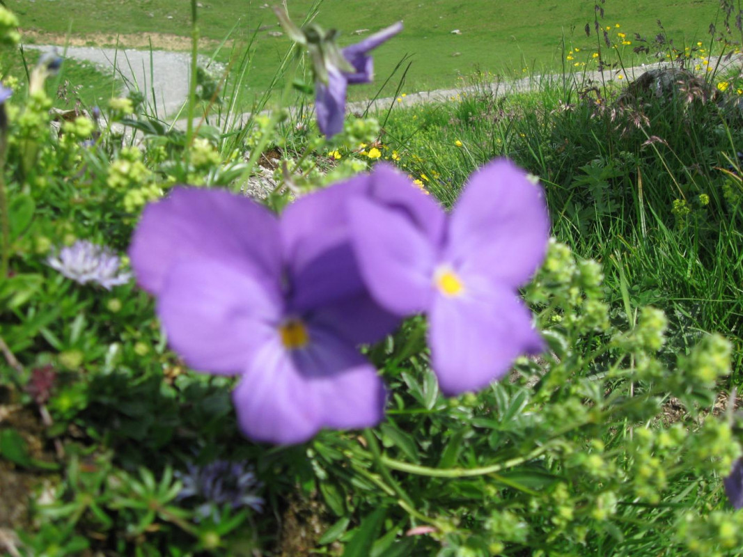 photo 34